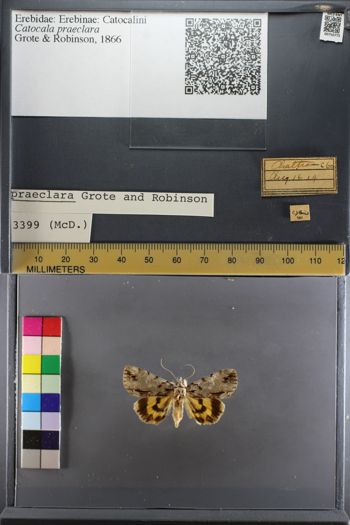 Media type: image;   Entomology 750775